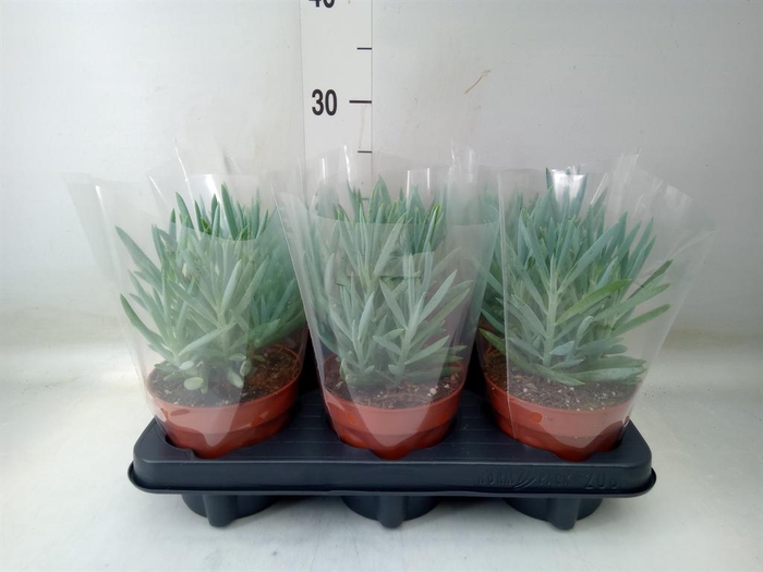 <h4>Curio ficoides 'Mount everest'</h4>