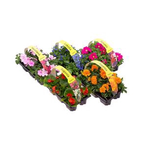 Sixpack 1 jarigen uit zaad Petunia div. kleuren