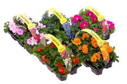 <h4>Sixpack 1 jarigen uit zaad Begonia donker blad mix</h4>