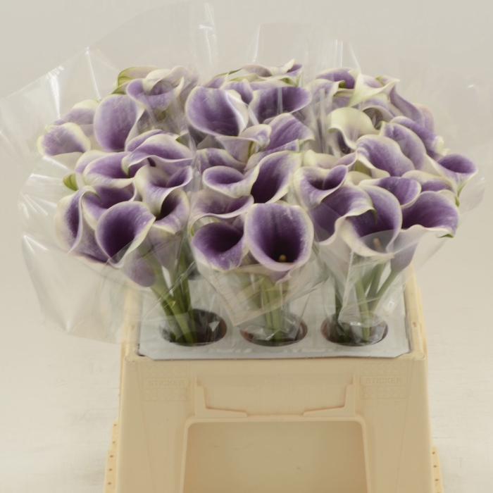 <h4>Calla Picasso</h4>