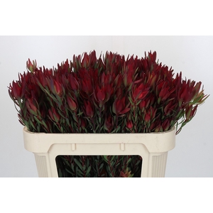 Leucadendron Blush Spray