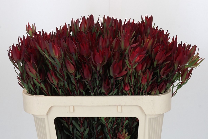 Leucadendron Blush Spray