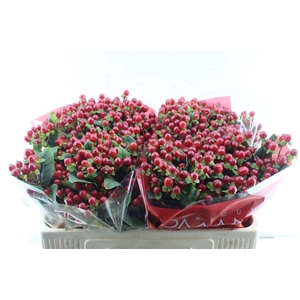 Hyp Red Ligh Romance