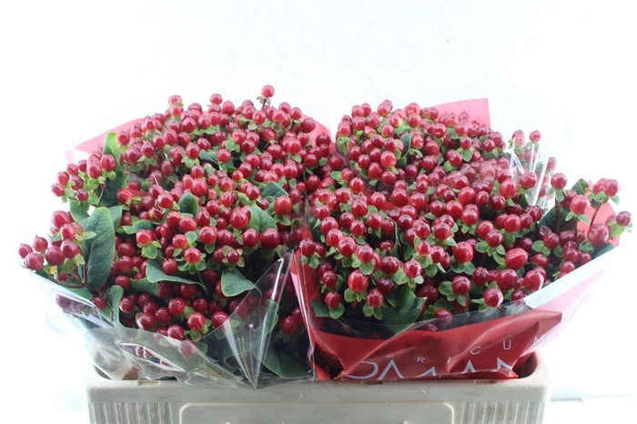 <h4>Hyp Red Ligh Romance</h4>