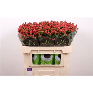 Hyp Tomato Flair Red