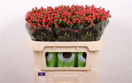 <h4>Hyp Tomato Flair Red</h4>