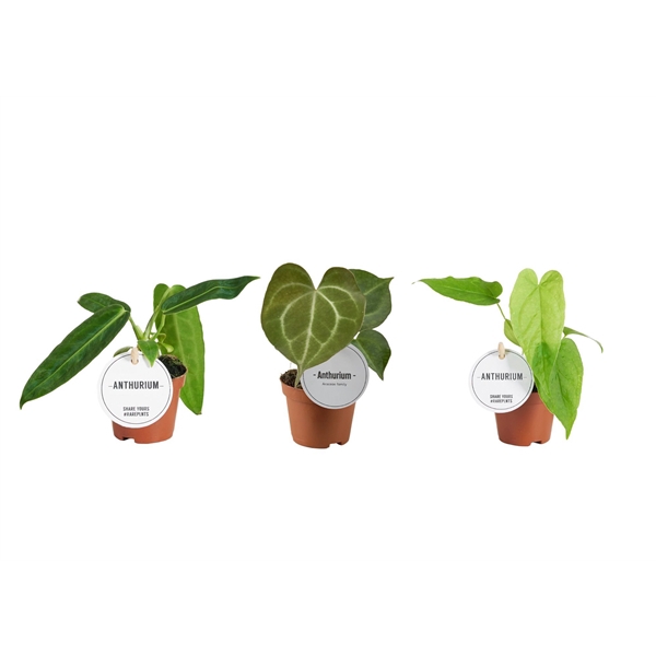<h4>Anthurium Mix</h4>