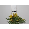 ALSTROEMERIA ALOHA 070 CM