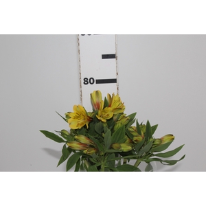 ALSTROEMERIA CARIBBEAN 080 CM