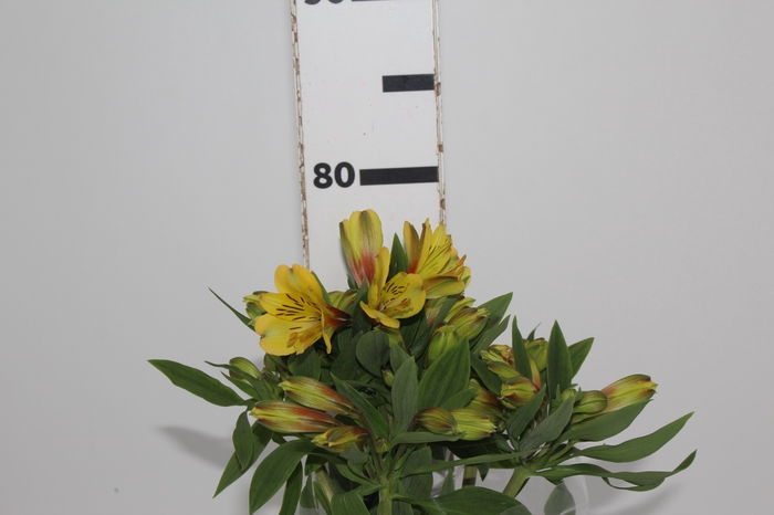 <h4>ALSTROEMERIA CARIBBEAN 080 CM</h4>