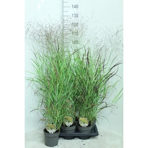 Panicum virgatum