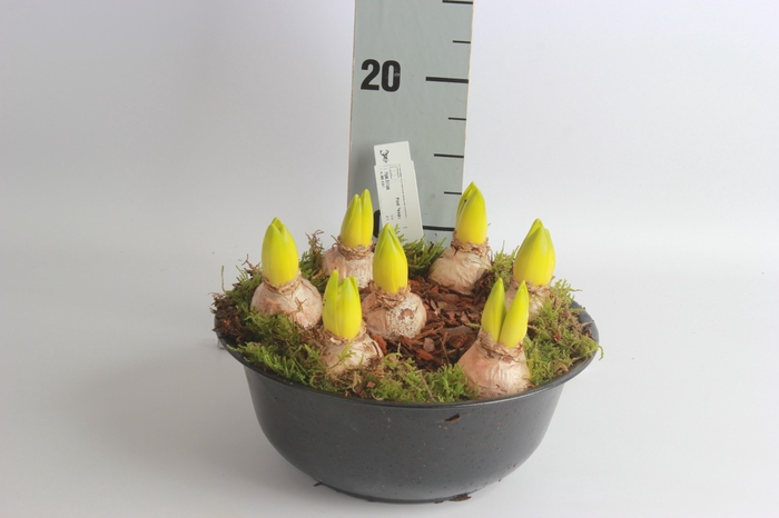 <h4>ARR HYACINTH</h4>