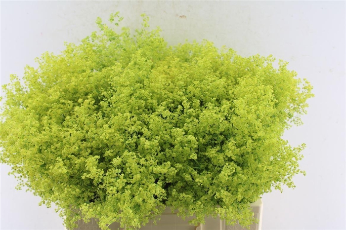 <h4>Alchemilla M Robustica</h4>