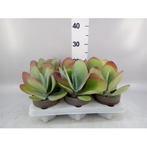 Kalanchoe NF thyrsiflora