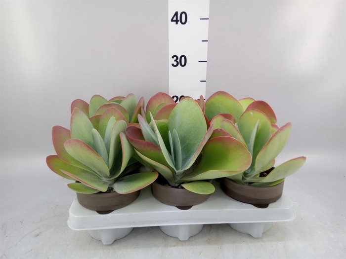 <h4>Kalanchoe NF thyrsiflora</h4>