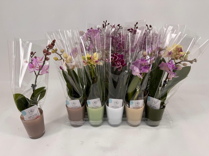 <h4>PHAL MINI</h4>