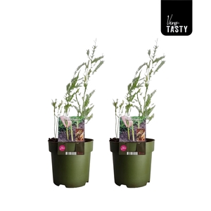 Asparagus Gijnlim
