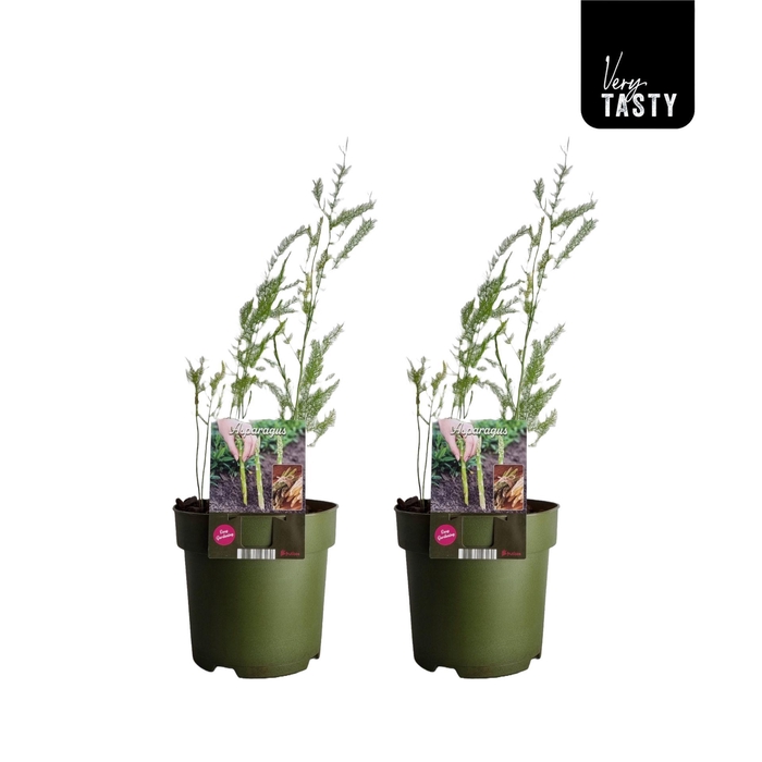 <h4>Asparagus Gijnlim</h4>