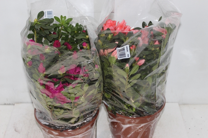 <h4>AZALEIA P20</h4>