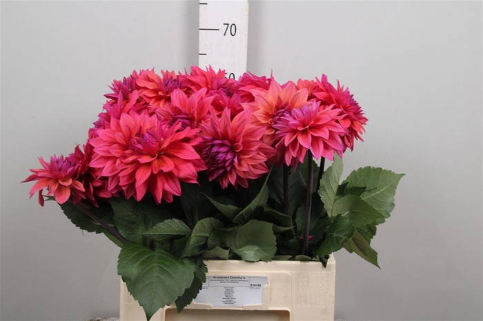 <h4>Dahl Feline Yvonne</h4>