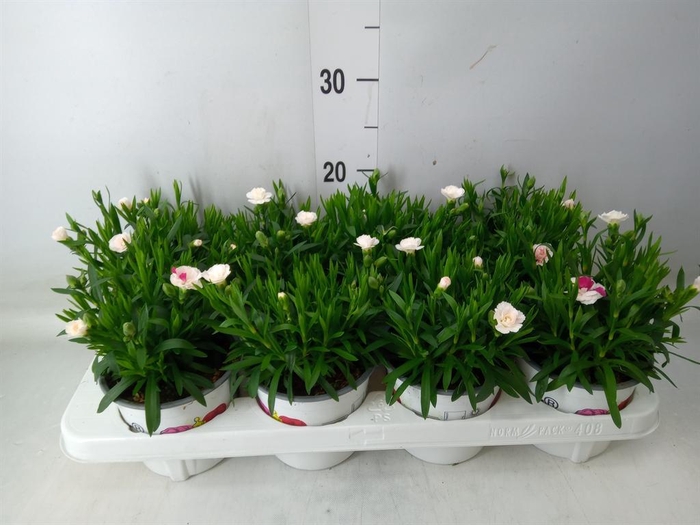 <h4>Dianthus  'Oscar White And Red'</h4>