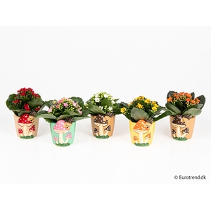 KALANCHOE BLOSSF P6 E 4651