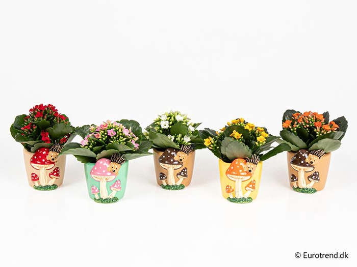 <h4>KALANCHOE BLOSSF P6 E 4651</h4>