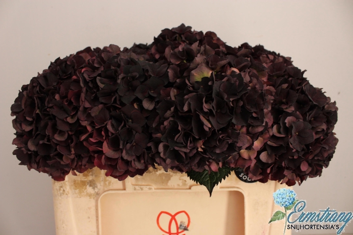 <h4>HYDR M MAG D RUBY CL</h4>