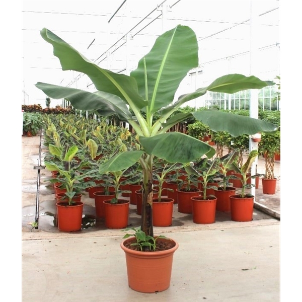 <h4>Musa 'Dwarf Cavendish'</h4>
