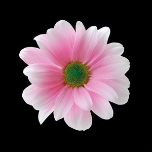 Chr T Kennedy Pastel Pink