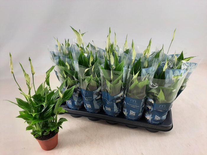 <h4>SPATH CHOPIN</h4>