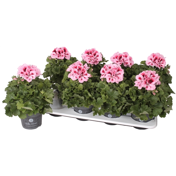 <h4>Pelg. Don Piero 12cm</h4>