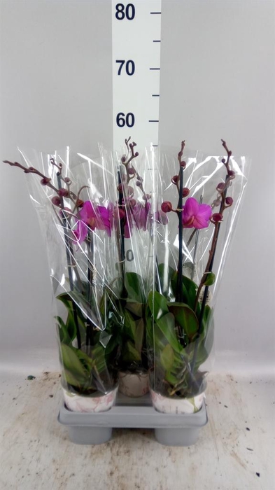 <h4>Phalaenopsis   ...lilac</h4>