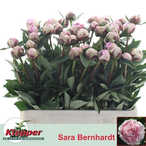 PAEO L SARA BERNHARD
