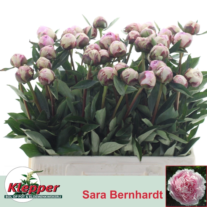 <h4>PAEO L SARA BERNHARD</h4>