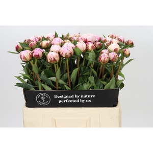 Paeonia Sarah Bernhardt