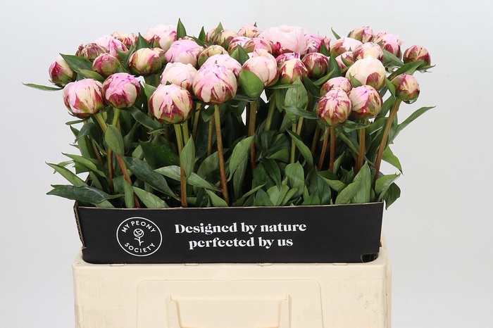 Paeonia Sarah Bernhardt