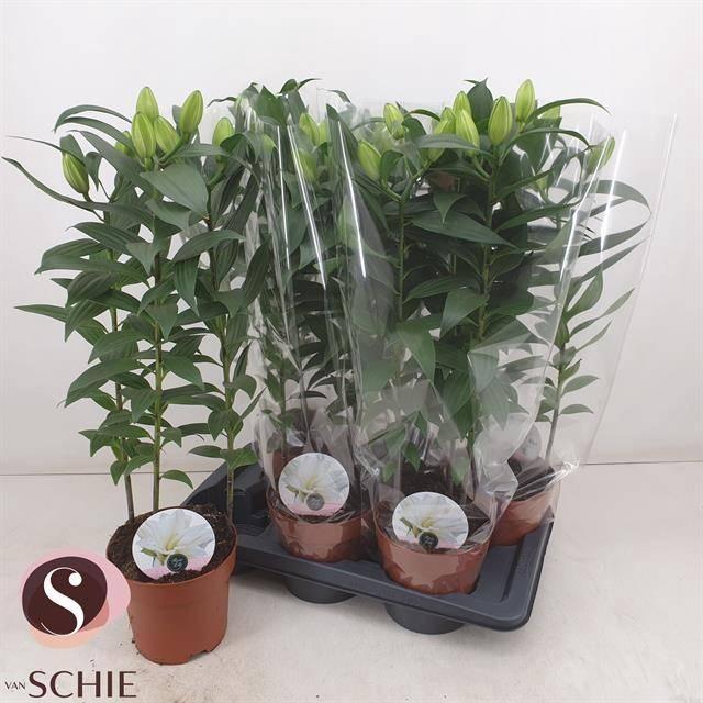 <h4>Lil Or Du Rl Zeta Double White</h4>