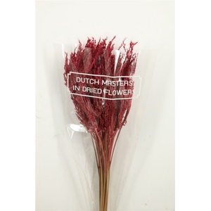 Dried Umbr. Sedge Sm. Leaf Pink Bunch