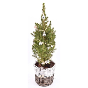 Wilg mand br/wit 20cm