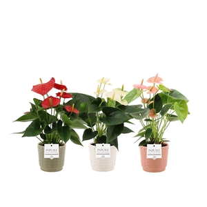 Anthurium 3 color mix in Pure Floor ceramics