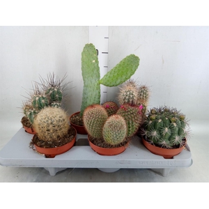 Cactus   ...mix