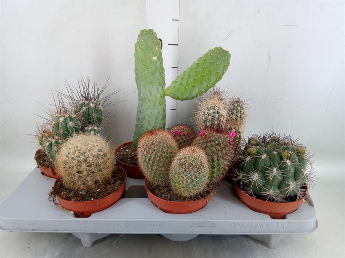 <h4>Cactus   ...mix</h4>