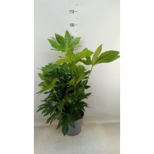 Fatsia japonica   ...