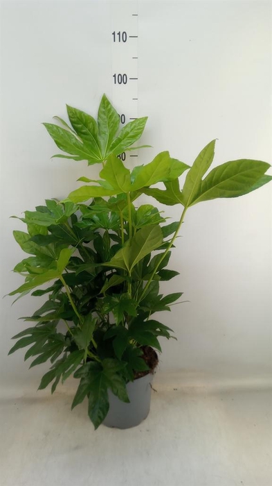 <h4>Fatsia japonica   ...</h4>