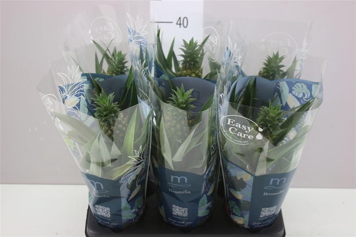 <h4>Ananas Mi Amigo</h4>