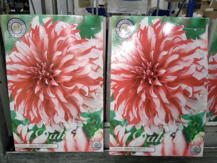 <h4>Dahlia   ...flowerbulbs</h4>