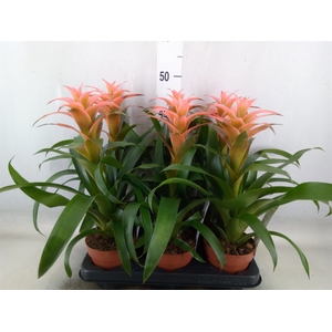 Guzmania  'Melissa'