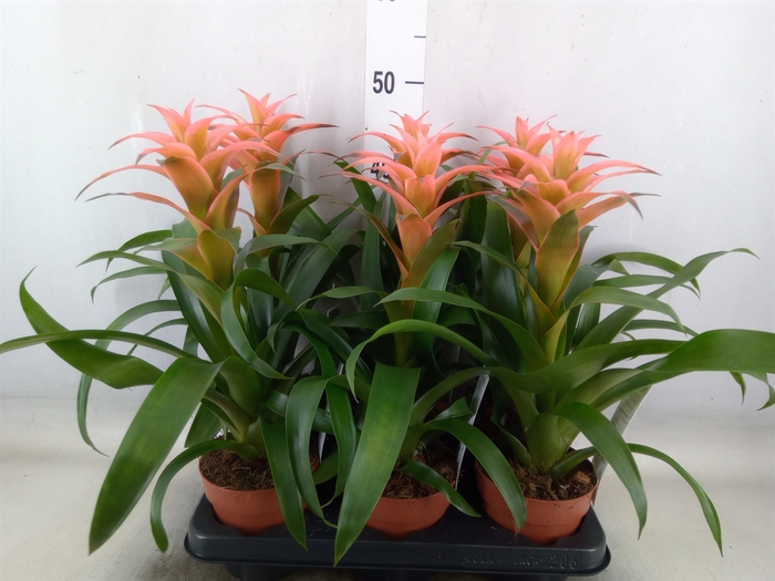 <h4>Guzmania  'Melissa'</h4>