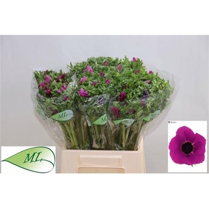 ANEM CO PURPER
